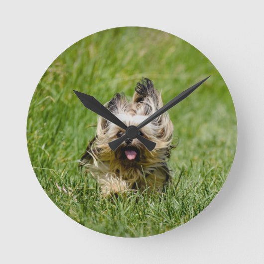 Cute Yorkshire Terrier die door Grass loopt Ronde Klok (Voorkant)