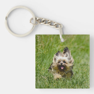 Cute Yorkshire Terrier die door Grass loopt Sleutelhanger