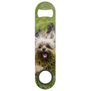 Cute Yorkshire Terrier die door Grass loopt Speed Flessenopener