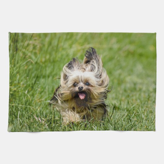 Cute Yorkshire Terrier die door Grass loopt Theedoek (Horizontaal)