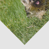 Cute Yorkshire Terrier die door Grass loopt Tissuepapier (Detail)