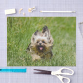 Cute Yorkshire Terrier die door Grass loopt Tissuepapier (Craft)