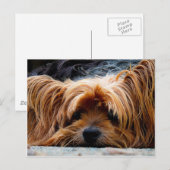 Cute Yorkshire Terrier Dog Briefkaart (Voorkant / Achterkant)