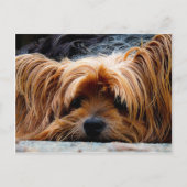 Cute Yorkshire Terrier Dog Briefkaart (Voorkant)