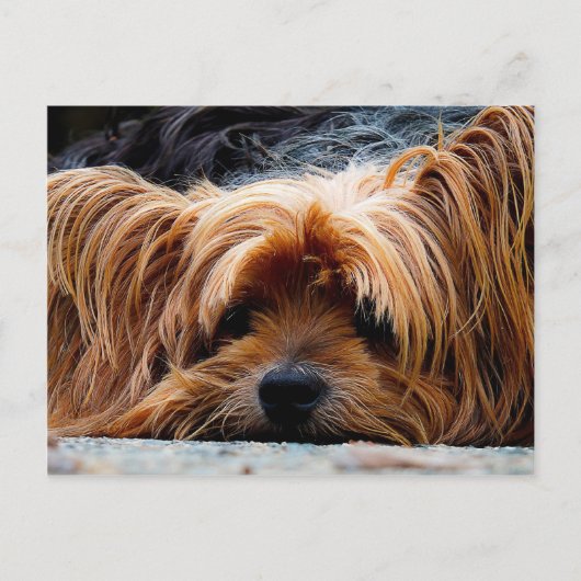 Cute Yorkshire Terrier Dog Briefkaart (Voorkant)