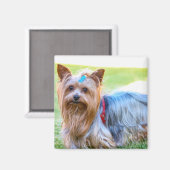 Cute Yorkshire Terrier Dog Head Body Magnet (Voorkant / Achterkant)
