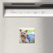 Cute Yorkshire Terrier Dog Head Body Magnet (Insitu (Vaatwasser))
