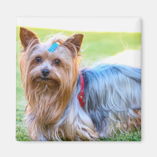 Cute Yorkshire Terrier Dog Head Body Magnet (Voorkant)