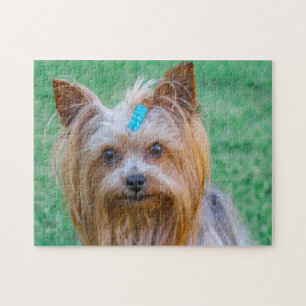 Cute Yorkshire Terrier Dog Head Legpuzzel