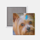 Cute Yorkshire Terrier Dog Head Magnet (Voorkant / Achterkant)