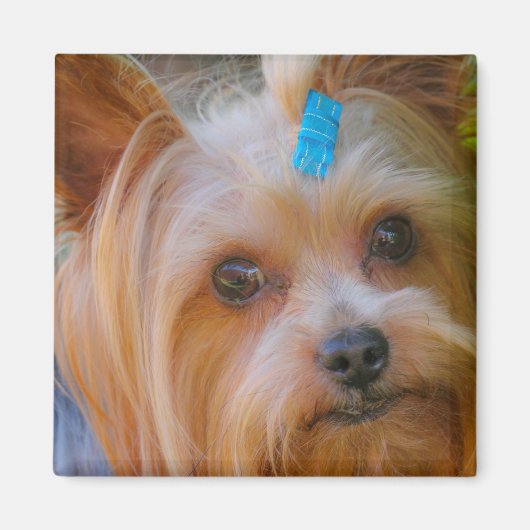 Cute Yorkshire Terrier Dog Head Magnet (Voorkant)