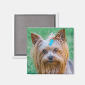 Cute Yorkshire Terrier Dog Head Magnet (Voorkant / Achterkant)