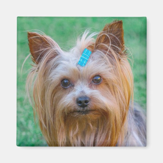 Cute Yorkshire Terrier Dog Head Magnet (Voorkant)