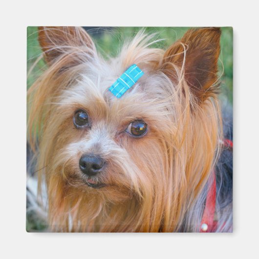 Cute Yorkshire Terrier Dog Head Magnet (Voorkant)