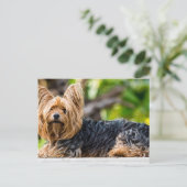 Cute Yorkshire Terrier Dog in de tuin Briefkaart (Staand voorkant)