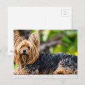 Cute Yorkshire Terrier Dog in de tuin Briefkaart (Voorkant / Achterkant)