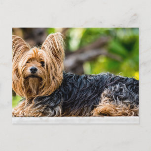 Cute Yorkshire Terrier Dog in de tuin Briefkaart