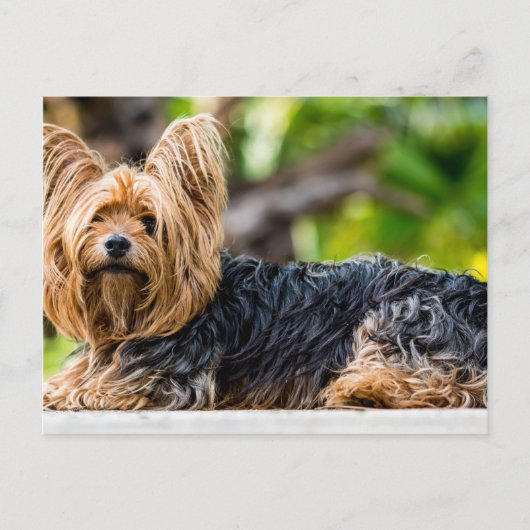 Cute Yorkshire Terrier Dog in de tuin Briefkaart (Voorkant)