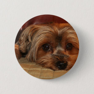 Cute Yorkshire Terrier Dog Ronde Button 5,7 Cm