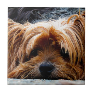 Cute Yorkshire Terrier Dog Tegeltje