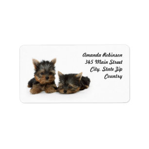Cute Yorkshire Terrier puppies Etiket