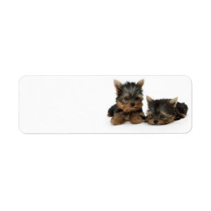 Cute Yorkshire Terrier puppies Etiket