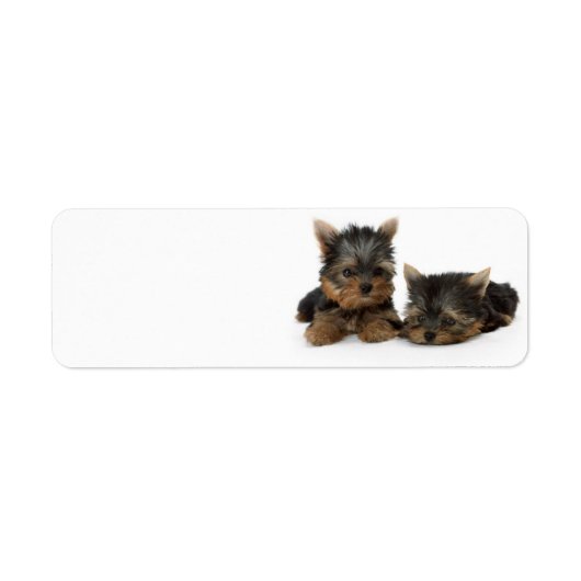Cute Yorkshire Terrier puppies Etiket (Voorkant)