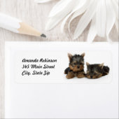 Cute Yorkshire Terrier puppies Etiket (Insitu)