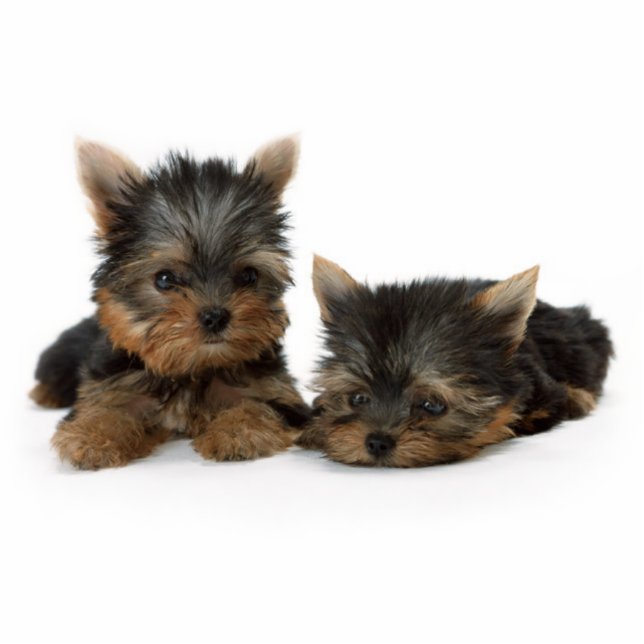 Cute Yorkshire Terrier puppies Fotobeeldje Sleutelhanger (Voorkant)