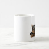 Cute Yorkshire Terrier puppies Koffiemok (Center)