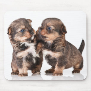 Cute Yorkshire Terrier Puppies Muismat