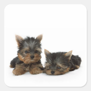 Cute Yorkshire Terrier puppies Vierkante Sticker