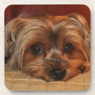 Cute Yorkshire Terrier Puppy Dog Bier Onderzetter