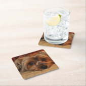 Cute Yorkshire Terrier Puppy Dog Kartonnen Onderzetters (Insitu)
