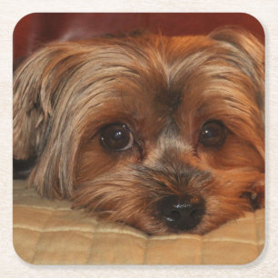 Cute Yorkshire Terrier Puppy Dog Kartonnen Onderzetters