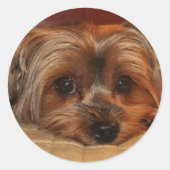 Cute Yorkshire Terrier Puppy Dog Ronde Sticker (Voorkant)