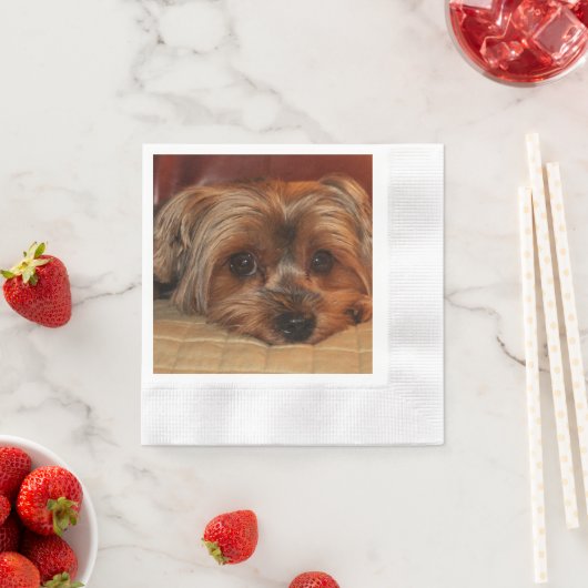 Cute Yorkshire Terrier Puppy Dog Servet (Insitu)