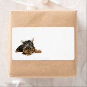 Cute Yorkshire Terrier Puppy Etiket (Insitu)
