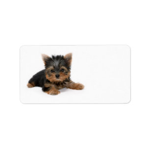 Cute Yorkshire Terrier Puppy Etiket