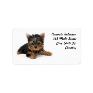 Cute Yorkshire Terrier Puppy Etiket