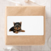 Cute Yorkshire Terrier Puppy Etiket (Insitu)