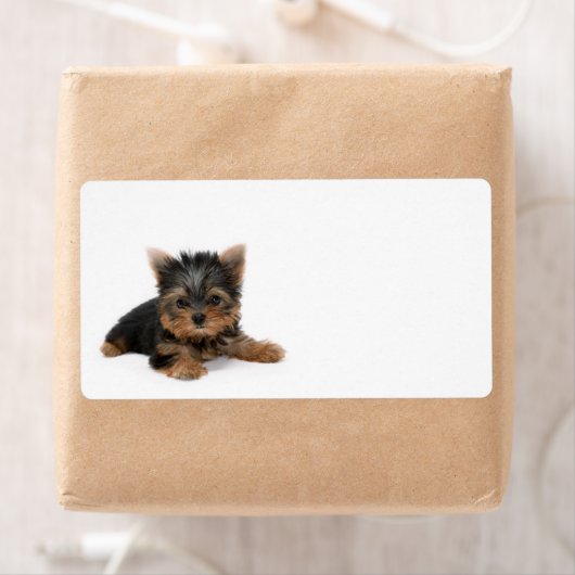 Cute Yorkshire Terrier Puppy Etiket (Insitu)