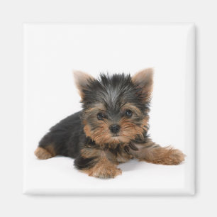 Cute Yorkshire Terrier Puppy Magneet
