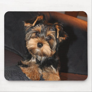 Cute Yorkshire Terrier Puppy Muismat