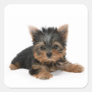 Cute Yorkshire Terrier Puppy Vierkante Sticker