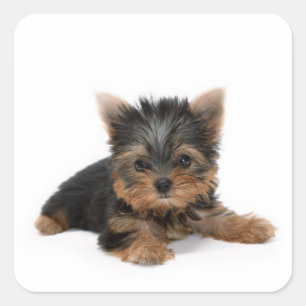 Cute Yorkshire Terrier Puppy Vierkante Sticker