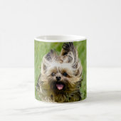 Cute Yorkshire Terrier Running Through Grass Koffiemok (Center)