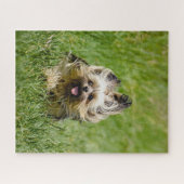 Cute Yorkshire Terrier Running Through Grass Legpuzzel (Horizontaal)