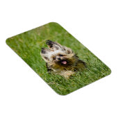Cute Yorkshire Terrier Running Through Grass Magneet (Rechterzijde)