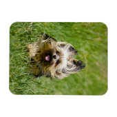 Cute Yorkshire Terrier Running Through Grass Magneet (Horizontaal)